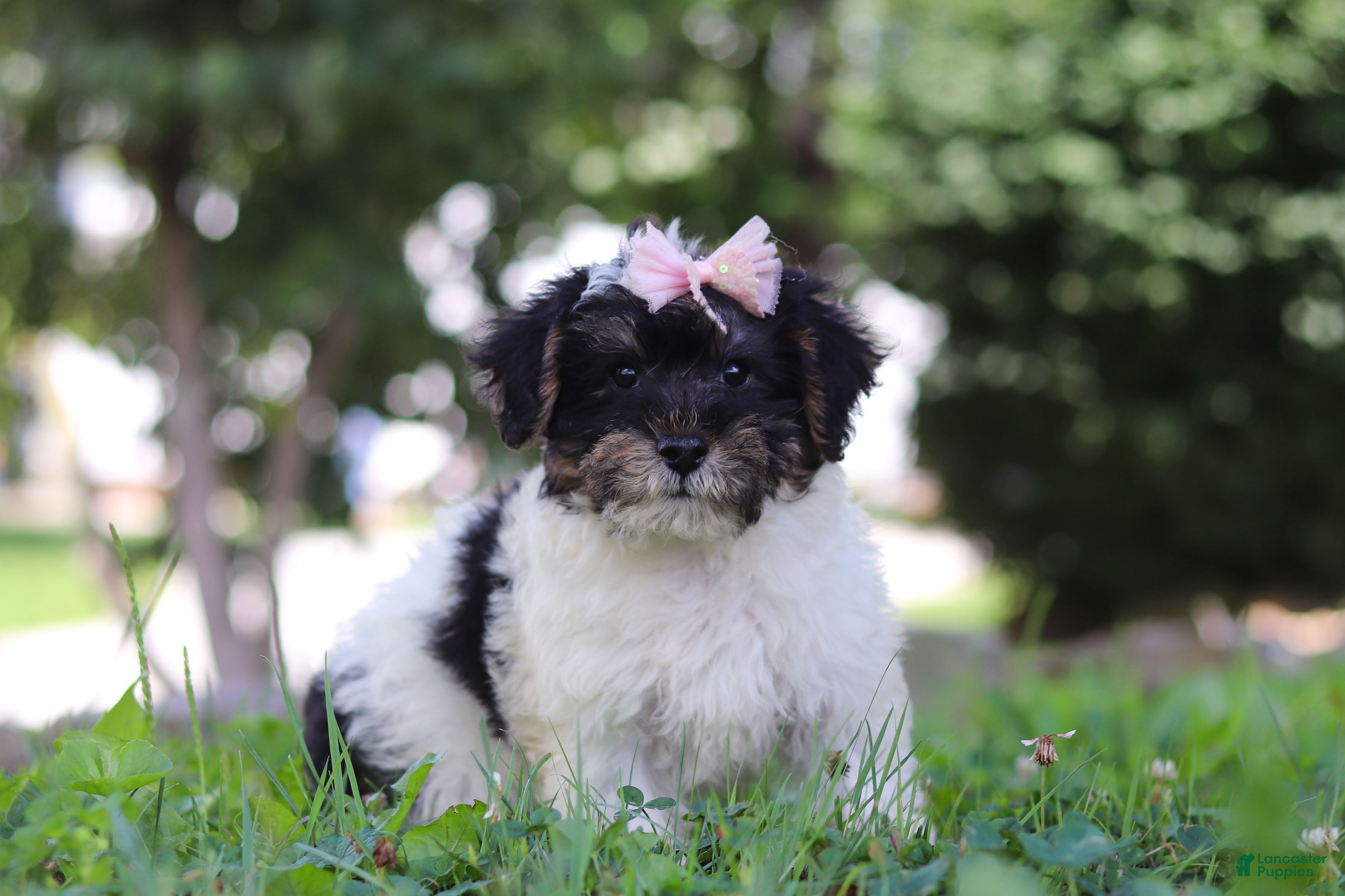 Yorkiepoo dogs Callie - Ad 2