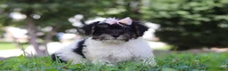 Yorkiepoo dogs for sale: Callie - Ad 2