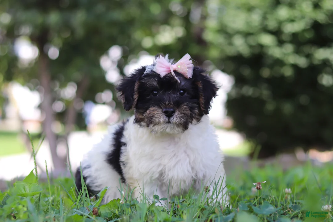 Yorkiepoo dogs for sale: Callie - Ad 2