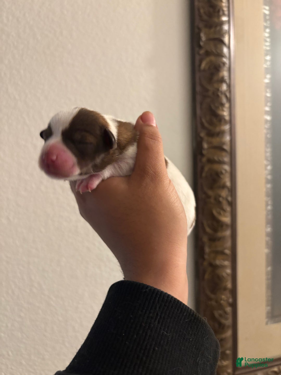 Miniature Schnauzer dogs for sale: Miniature Schnauzer Puppy 3 - Ad 1