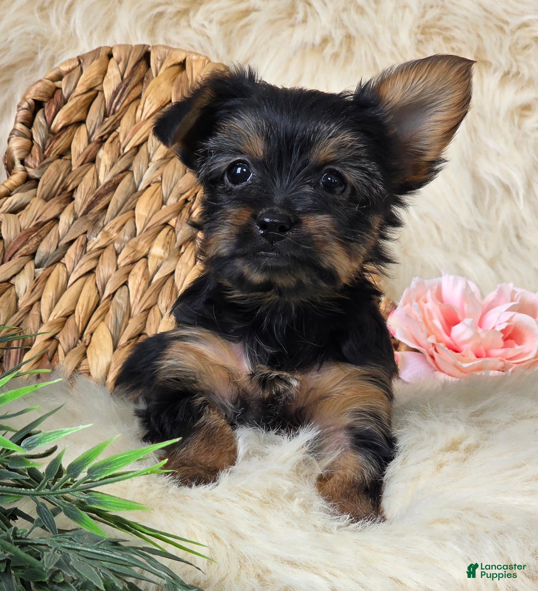 Yorkshire Terrier dogs Gypsy - Ad 2