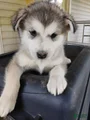Alaskan Malamute Puppy 12