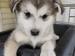 Alaskan Malamute dogs Alaskan Malamute Puppy 12 - Ad 5