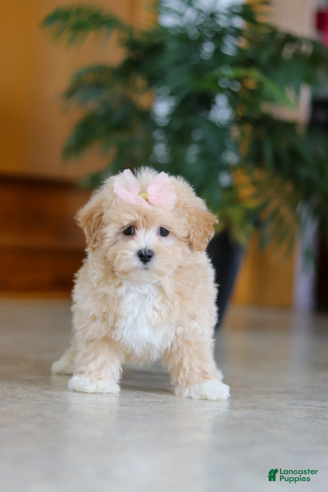 Maltipoo dogs for sale: Callie - Ad 1