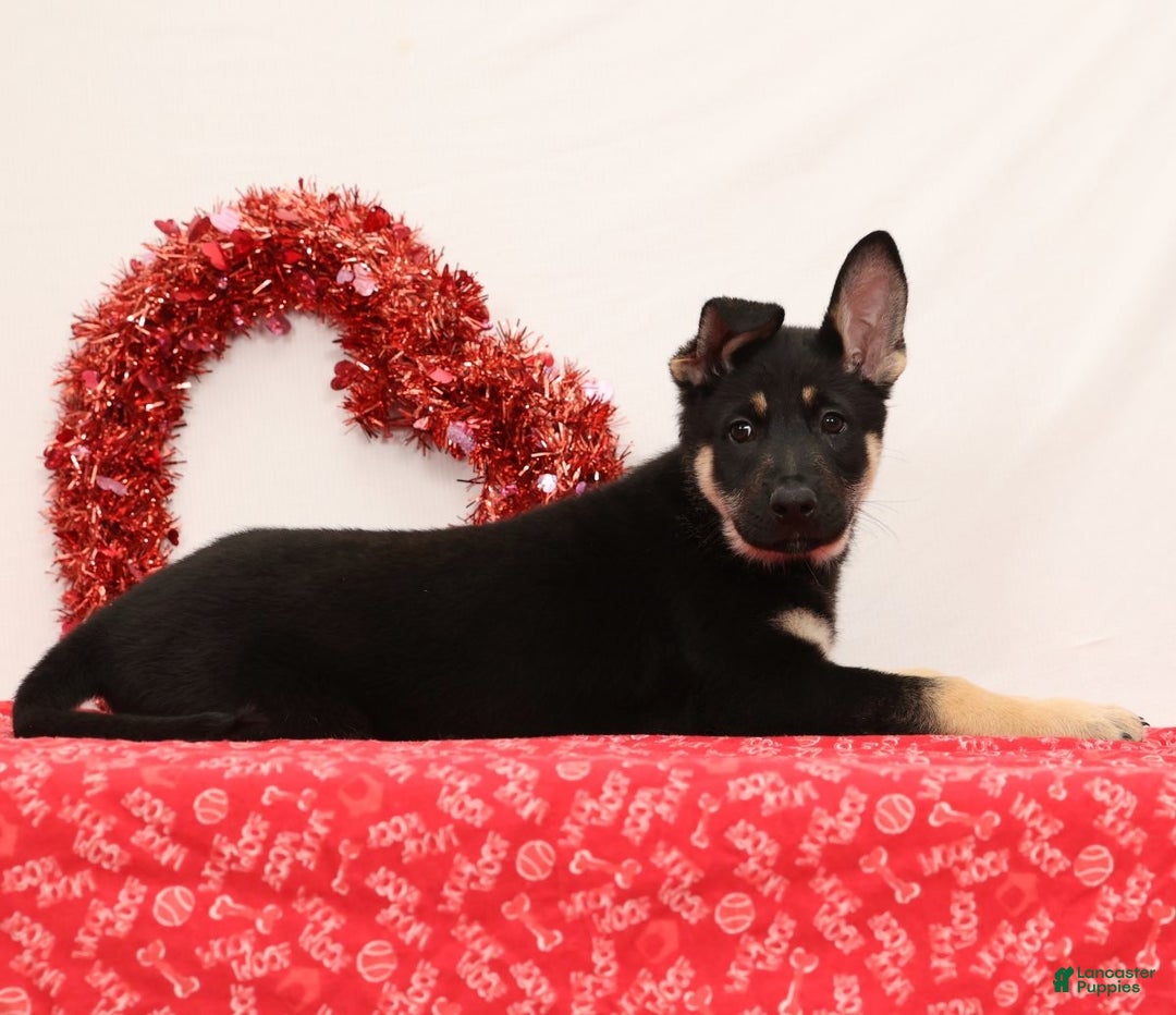 German Shepherd dogs for sale: Mickey - Ad 6