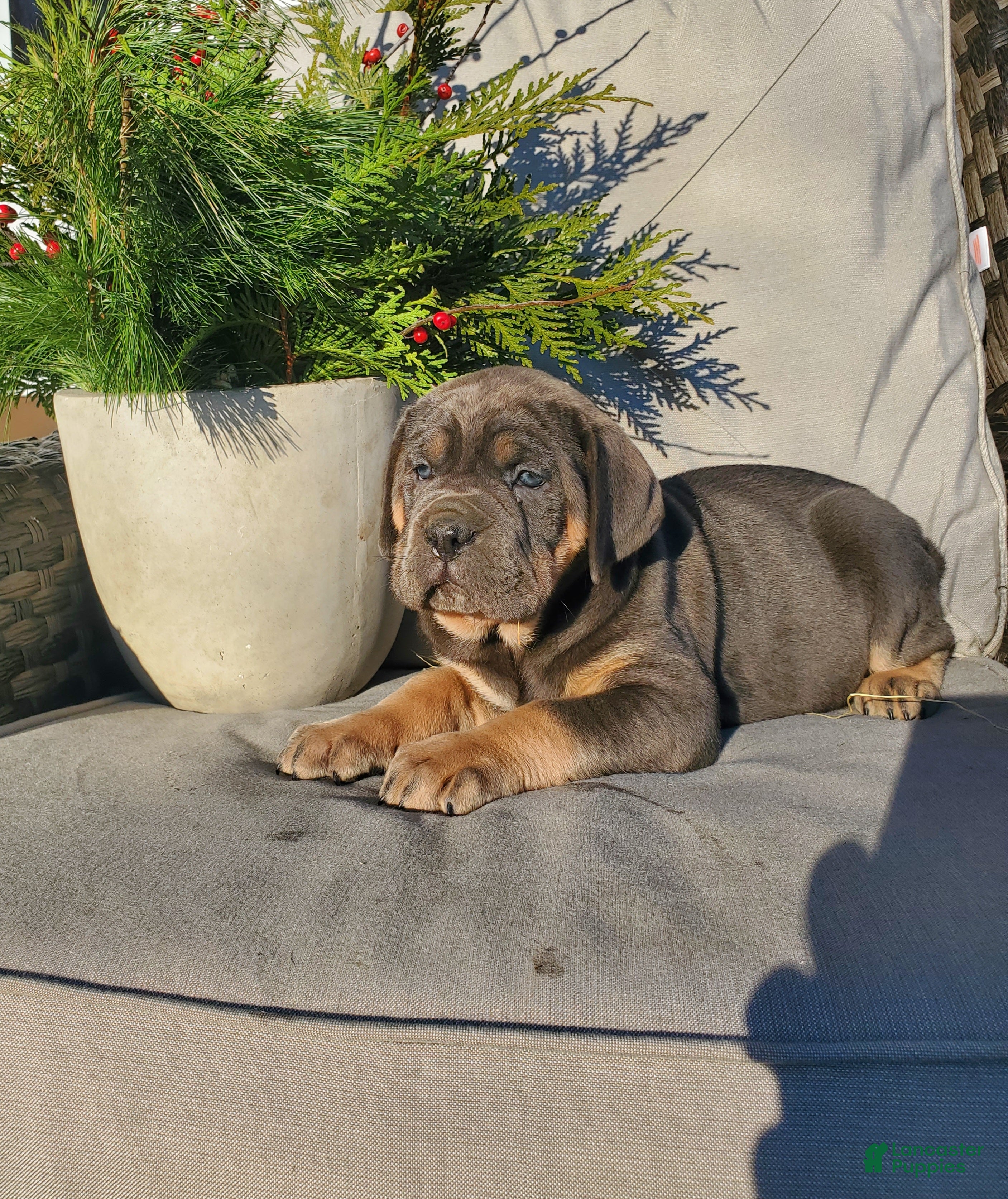 Cane Corso dogs Ella - Ad 26