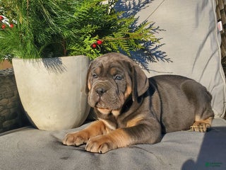 Cane Corso dogs Ella - Ad 26