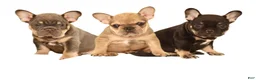 French Bulldog dogs for sale: Bruno - Ad 6