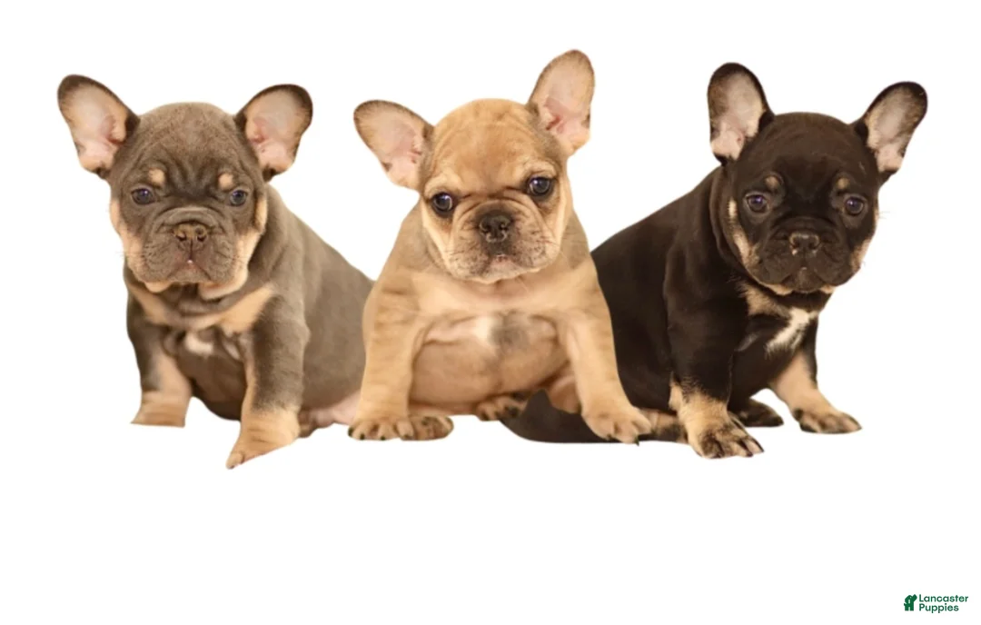 French Bulldog dogs for sale: Bruno - Ad 6
