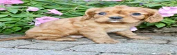 Cavalier King Charles Spaniel dogs for sale: Dexter Male AKC Cavalier - Ad 7
