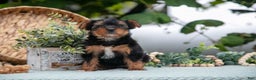 Shorkie dogs for sale: Holly - Ad 4