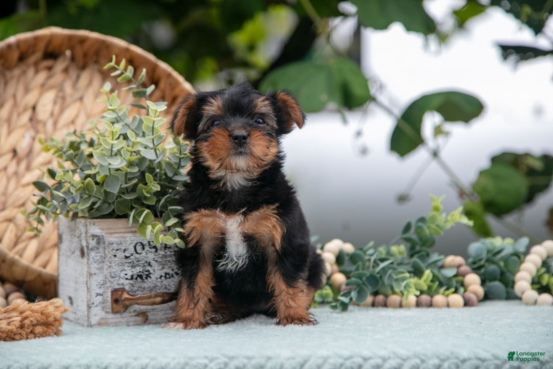 Shorkie dogs for sale: Holly - Ad 4