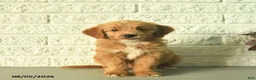 Mini Goldendoodle dogs for sale: Nicki  - Ad 1