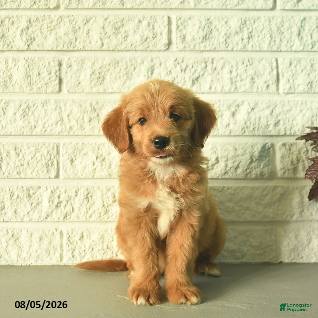 Mini Goldendoodle dogs for sale: Nicki  - Ad 1