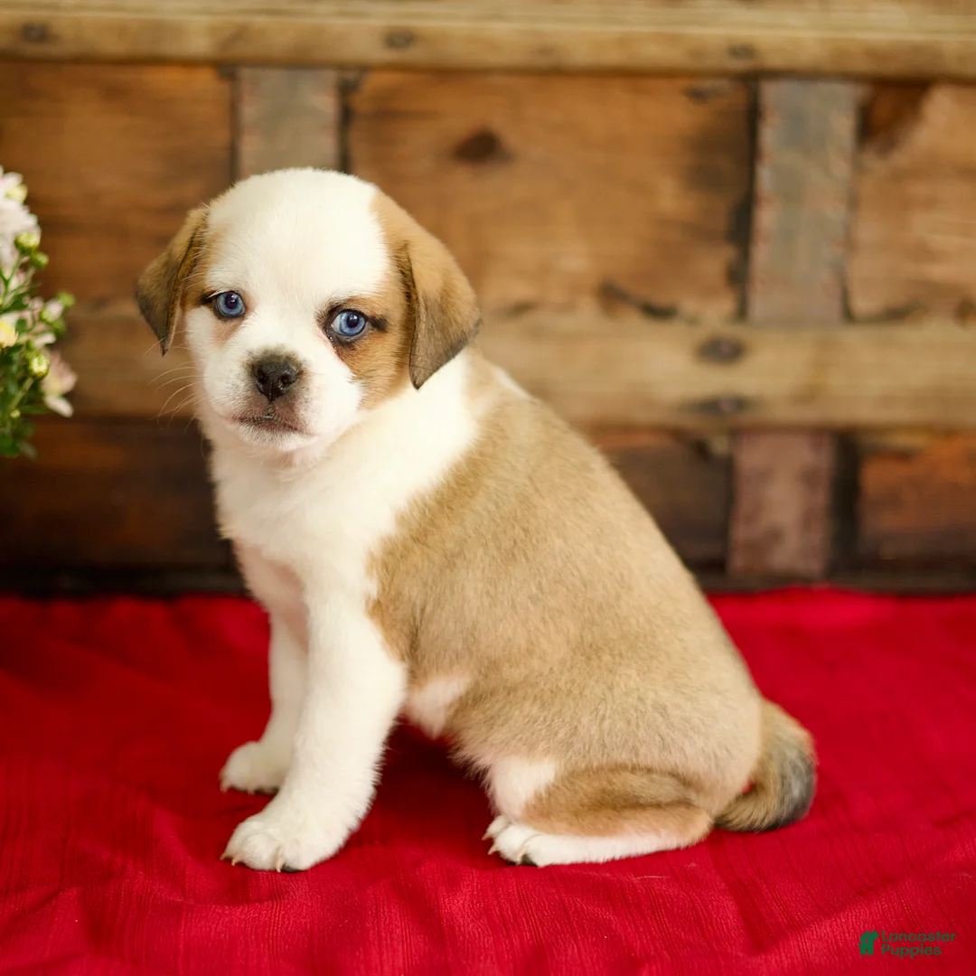 Mixed Breed dogs for sale: Belle - Ad 4