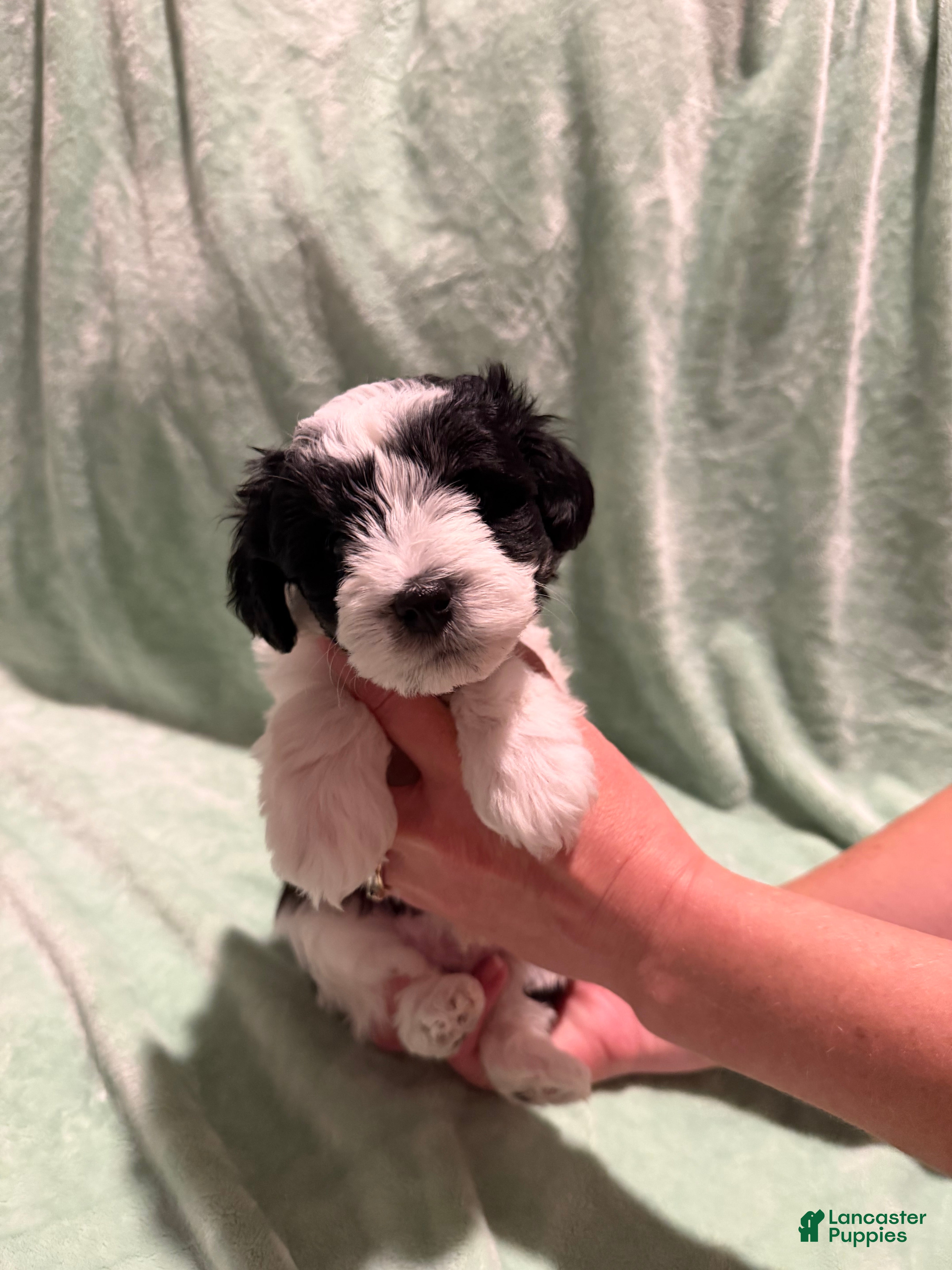 Miniature Schnauzer dogs Desiel  - Ad 10