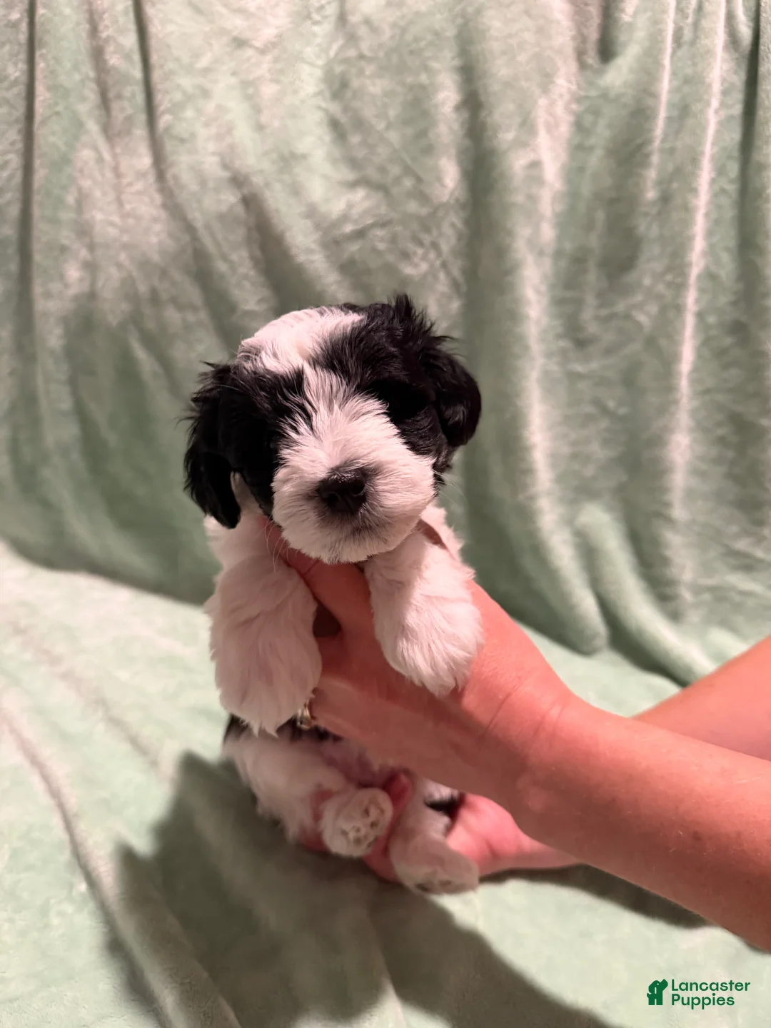 Miniature Schnauzer dogs for sale: Desiel  - Ad 1