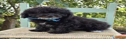 Toy Poodle dogs for sale: Billy - Ad 1
