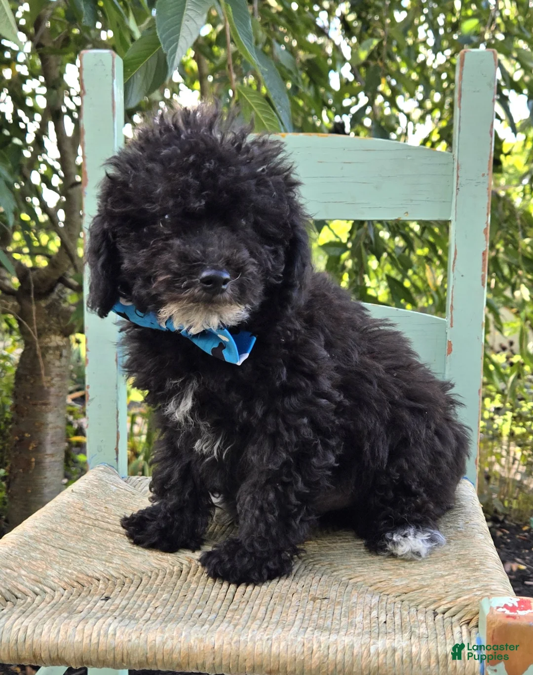 Toy Poodle dogs for sale: Billy - Ad 1