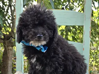 Toy Poodle dogs Billy - Ad 1