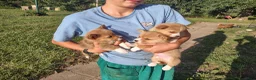 Welsh Corgi Pembroke dogs for sale: Black collar  - Ad 21