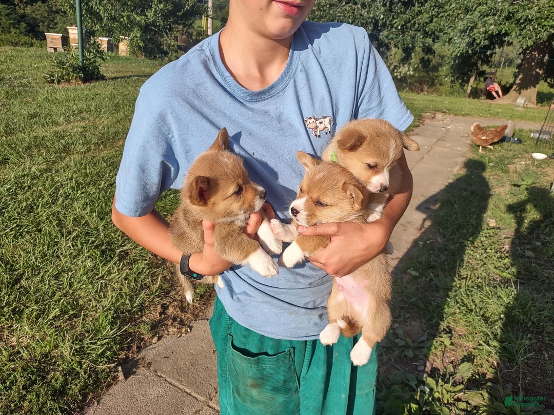 Welsh Corgi Pembroke dogs for sale: Black collar  - Ad 21