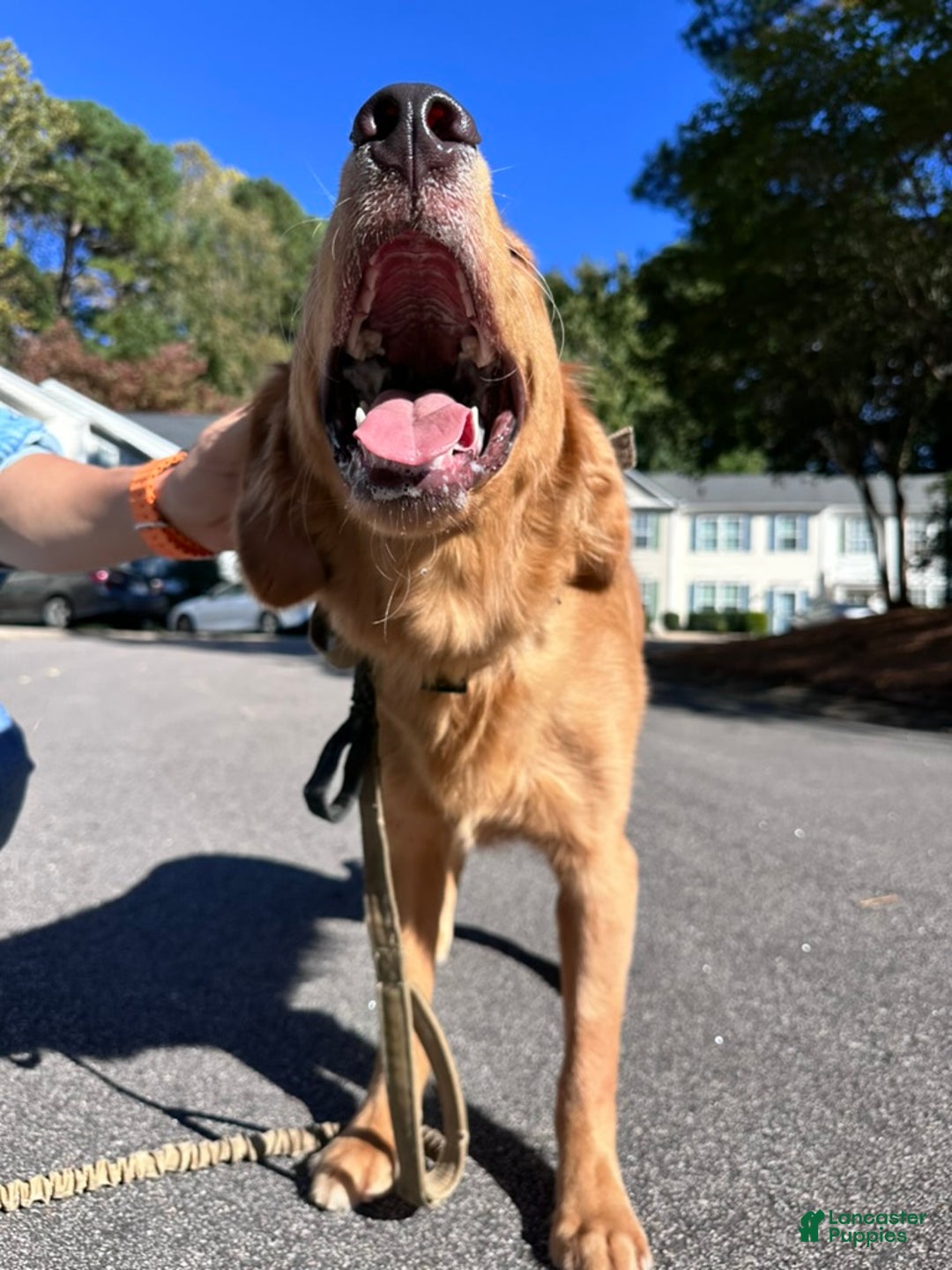 Golden Retriever dogs for sale: Golden Retriever Puppy 1 - Ad 4