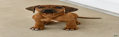 Rhodesian Ridgeback -Whopper
