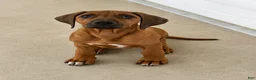 Rhodesian Ridgeback dogs for sale: Rhodesian Ridgeback -Whopper - Ad 1