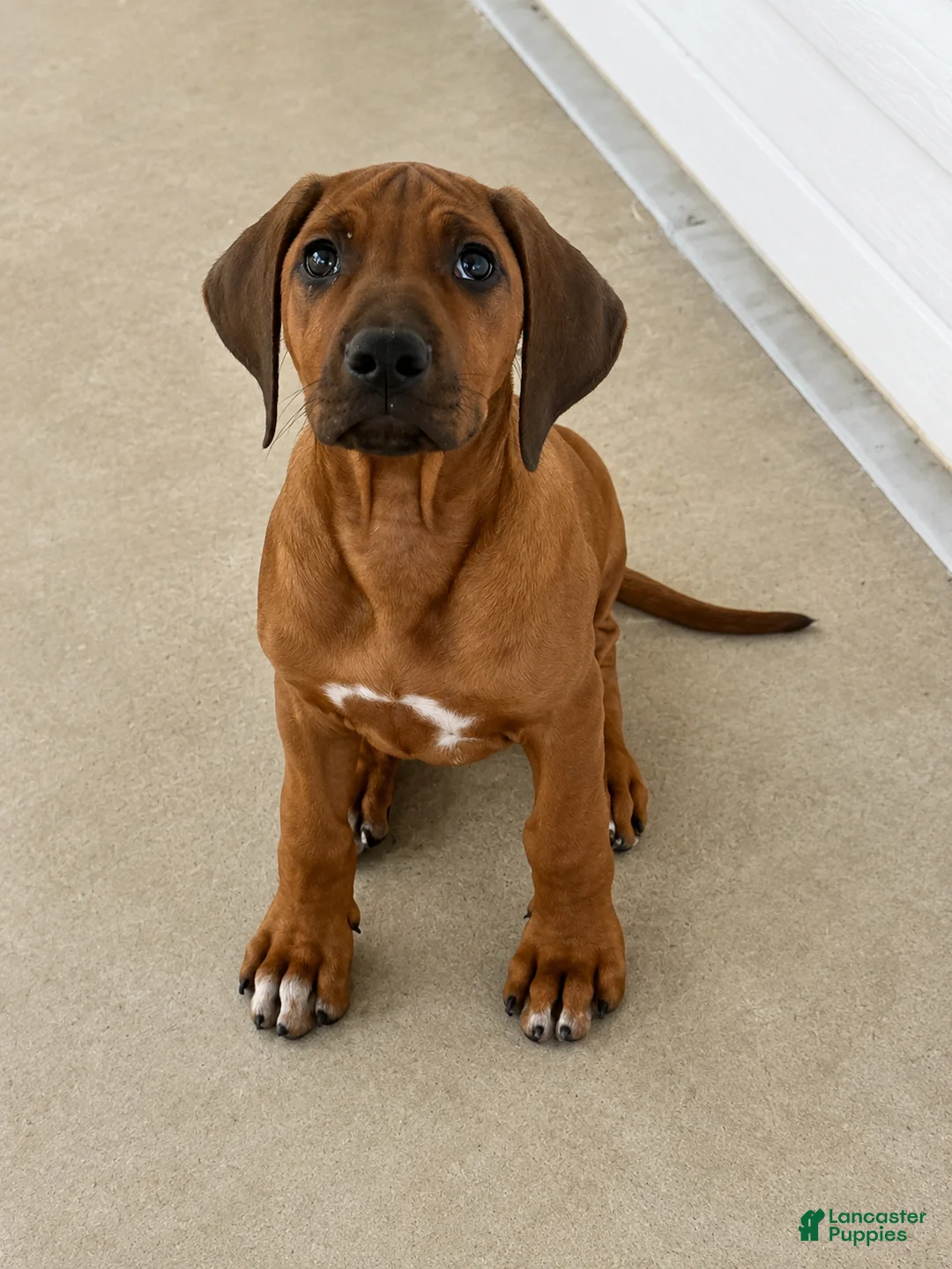 Rhodesian Ridgeback dogs for sale: Rhodesian Ridgeback -Whopper - Ad 1