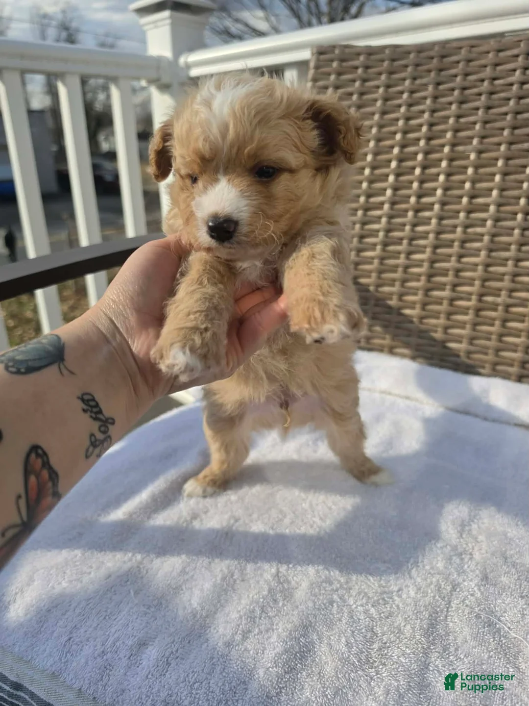 Maltipoo dogs for sale: Maltipoo Puppy 2 - Ad 1