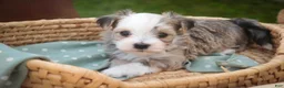 Havanese dogs for sale: Webster Havanese  - Ad 13