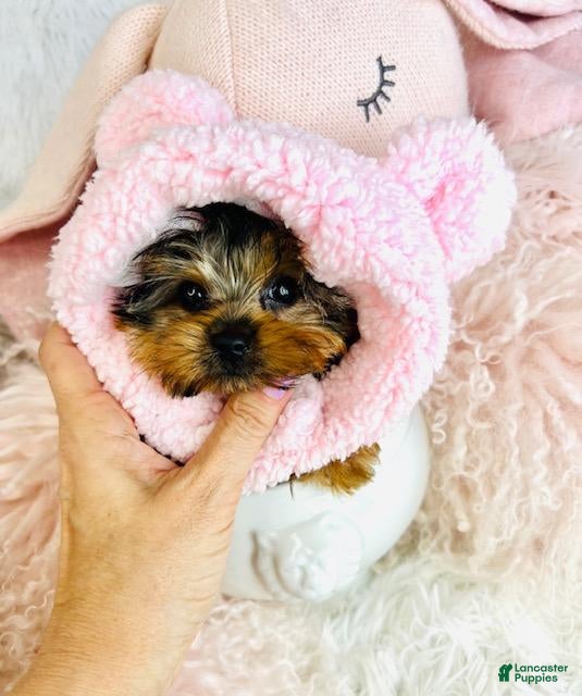 Yorkshire Terrier dogs Yorkshire Terrier Puppy 1 - Ad 2