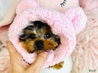 Yorkshire Terrier dogs Yorkshire Terrier Puppy 1 - Ad 10