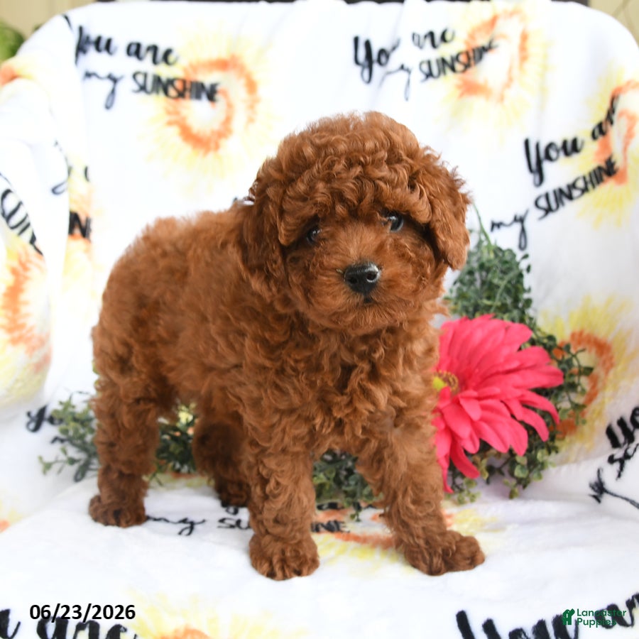 Toy Poodle dogs Cuddles - Ad 2