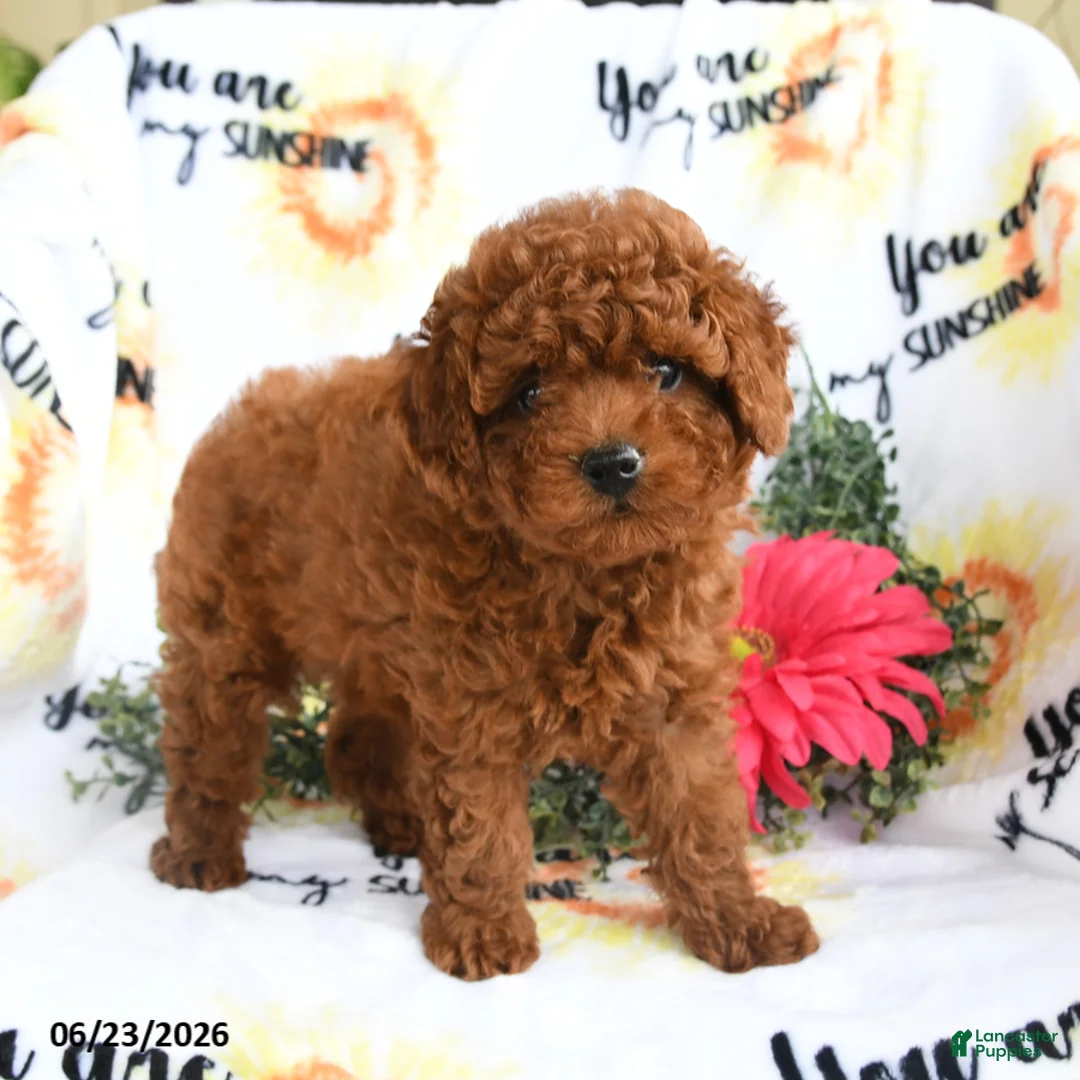 Toy Poodle dogs for sale: Cuddles - Ad 2