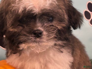 Teddy Bear dogs - Ad 3