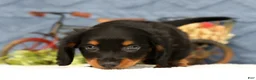 Miniature Dachshund dogs for sale: Jax - Ad 9