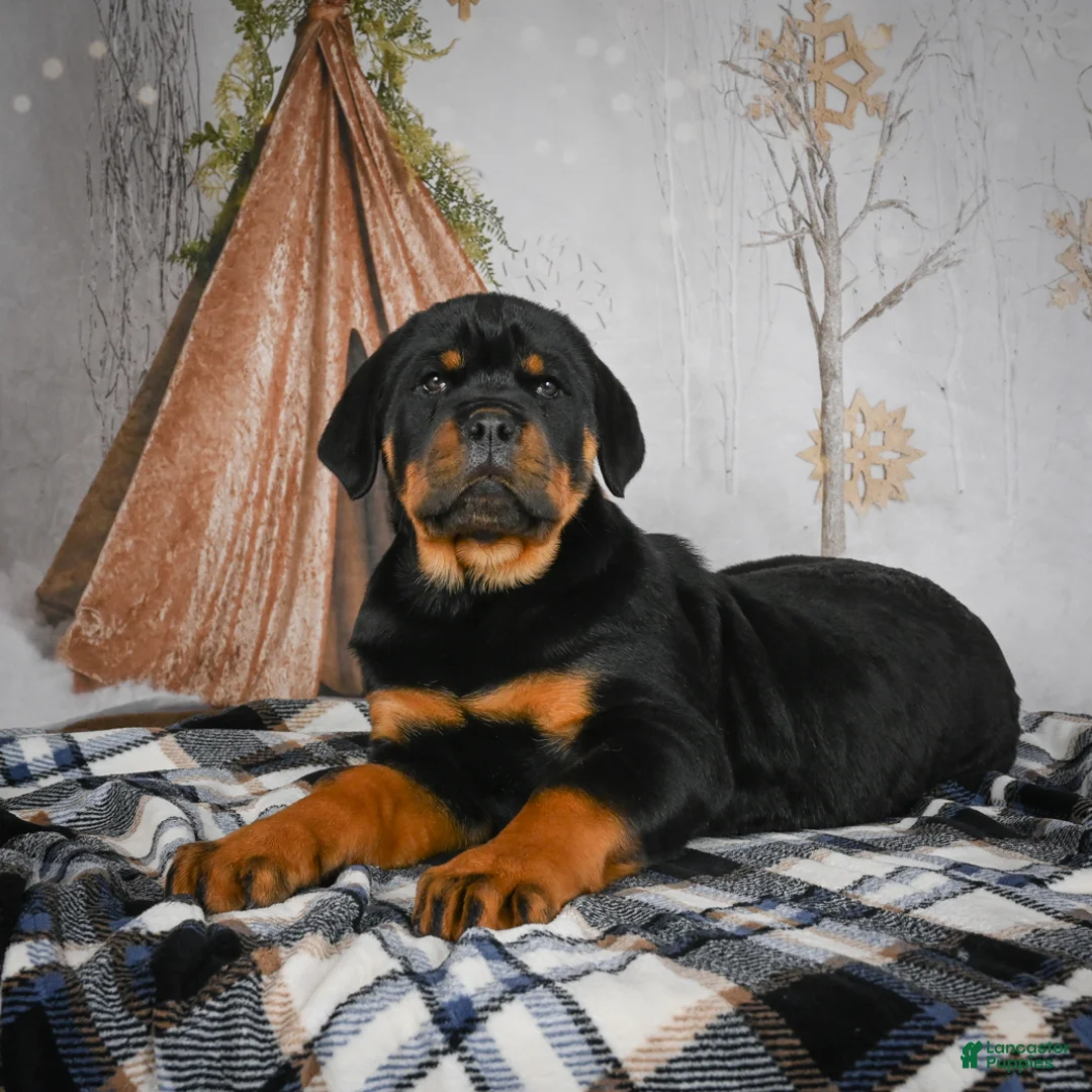 Rottweiler dogs for sale: Tara/ Mocha – Santos Ad-Dirah - Ad 18