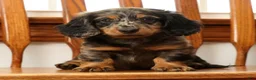 Miniature Dachshund dogs for sale: Tanner - Ad 8