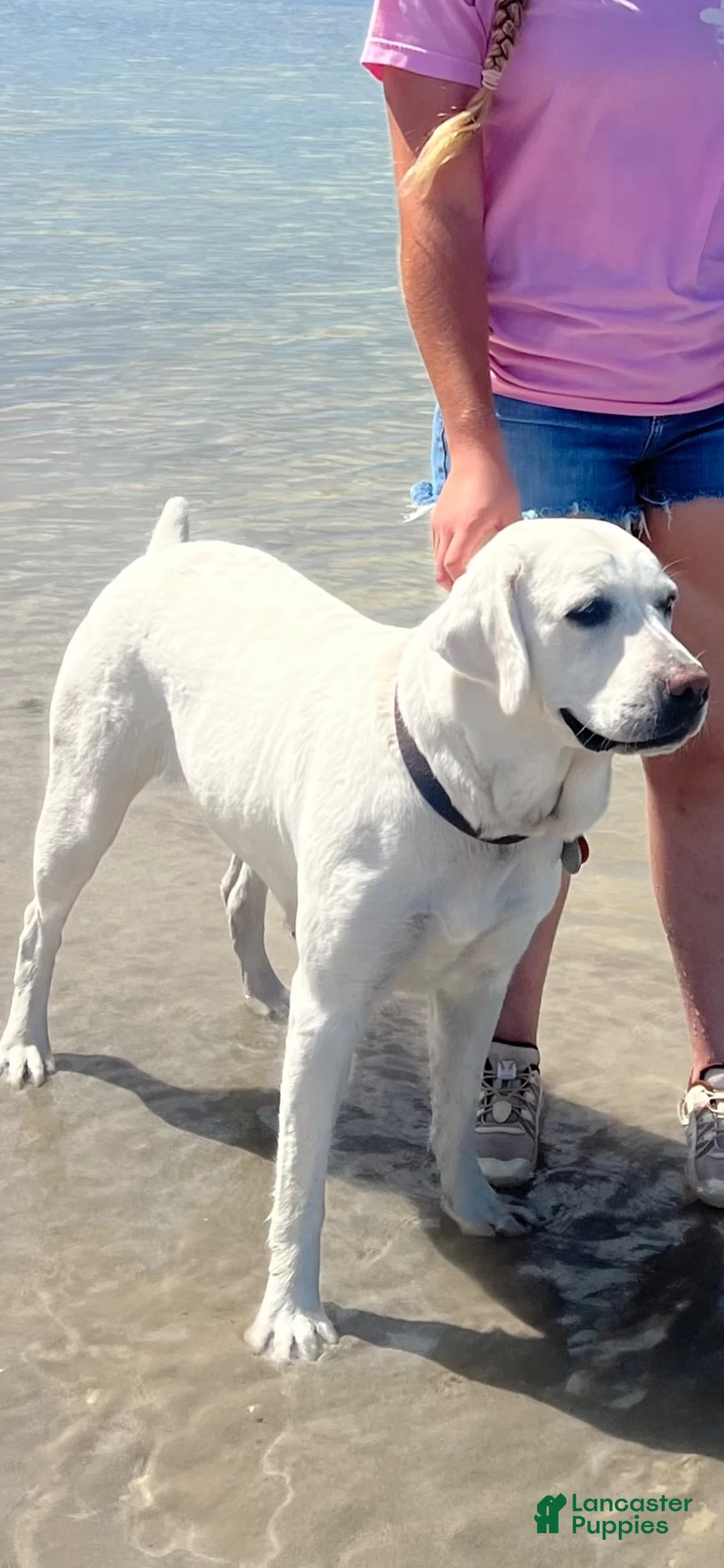 Labrador Retriever dogs for sale: Labrador Retriever 2 - Ad 2