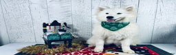 Samoyed dogs for sale: Bonnie - Ad 1