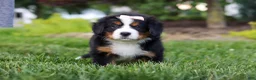 Bernese Mountain Dog dogs for sale: Mila - Ad 6