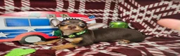 Chihuahua dogs for sale: Wolfgang Amado - Ad 2