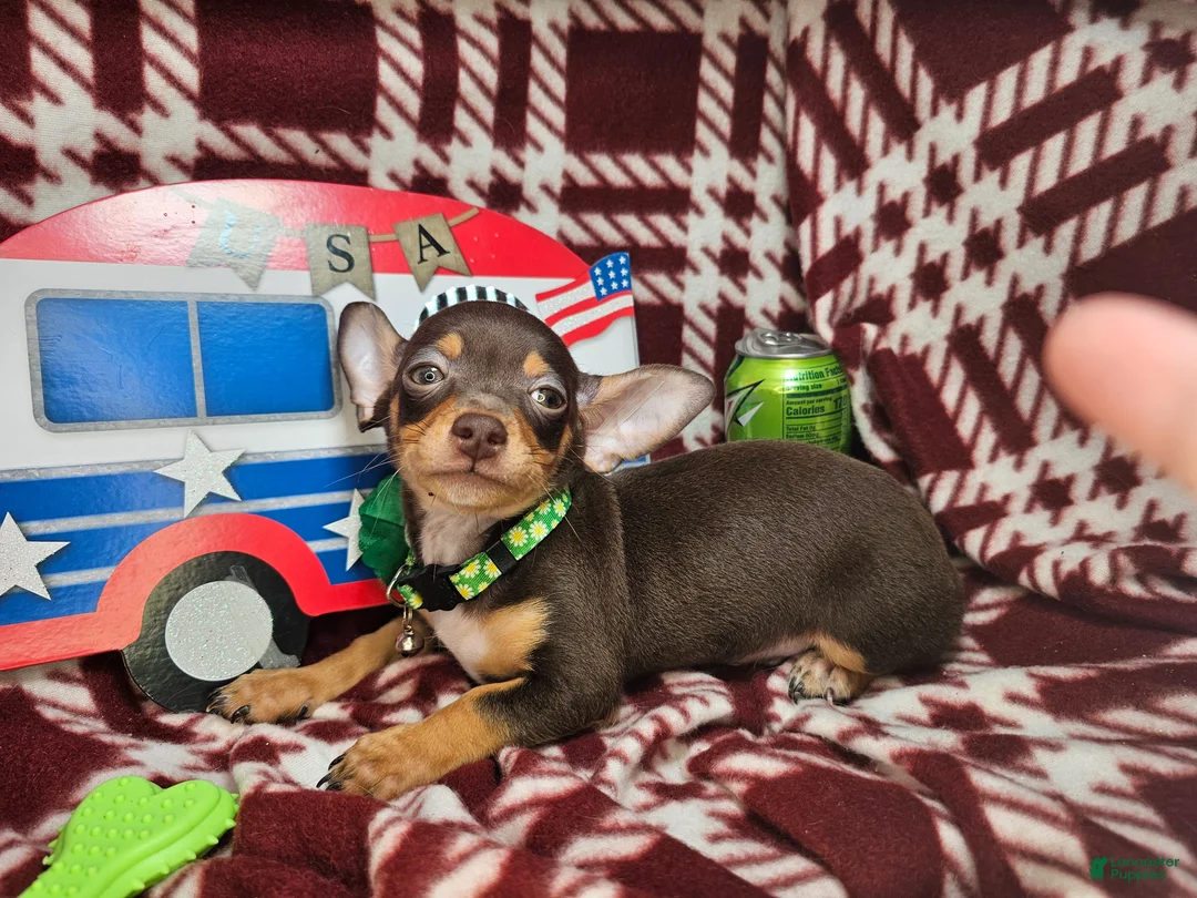 Chihuahua dogs for sale: Wolfgang Amado - Ad 2