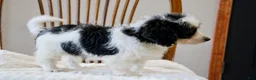 Mini Bernedoodle dogs for sale: Skye  - Ad 6