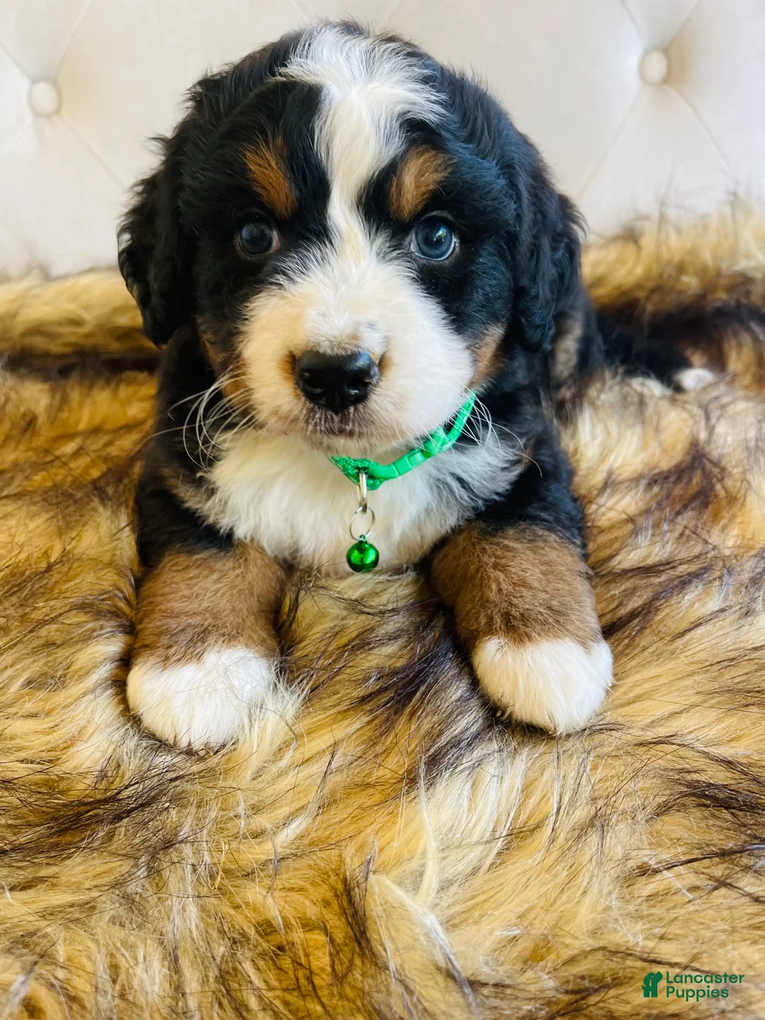 Bernedoodle dogs for sale: Jameson - Ultra Bernedoodle  - Ad 2