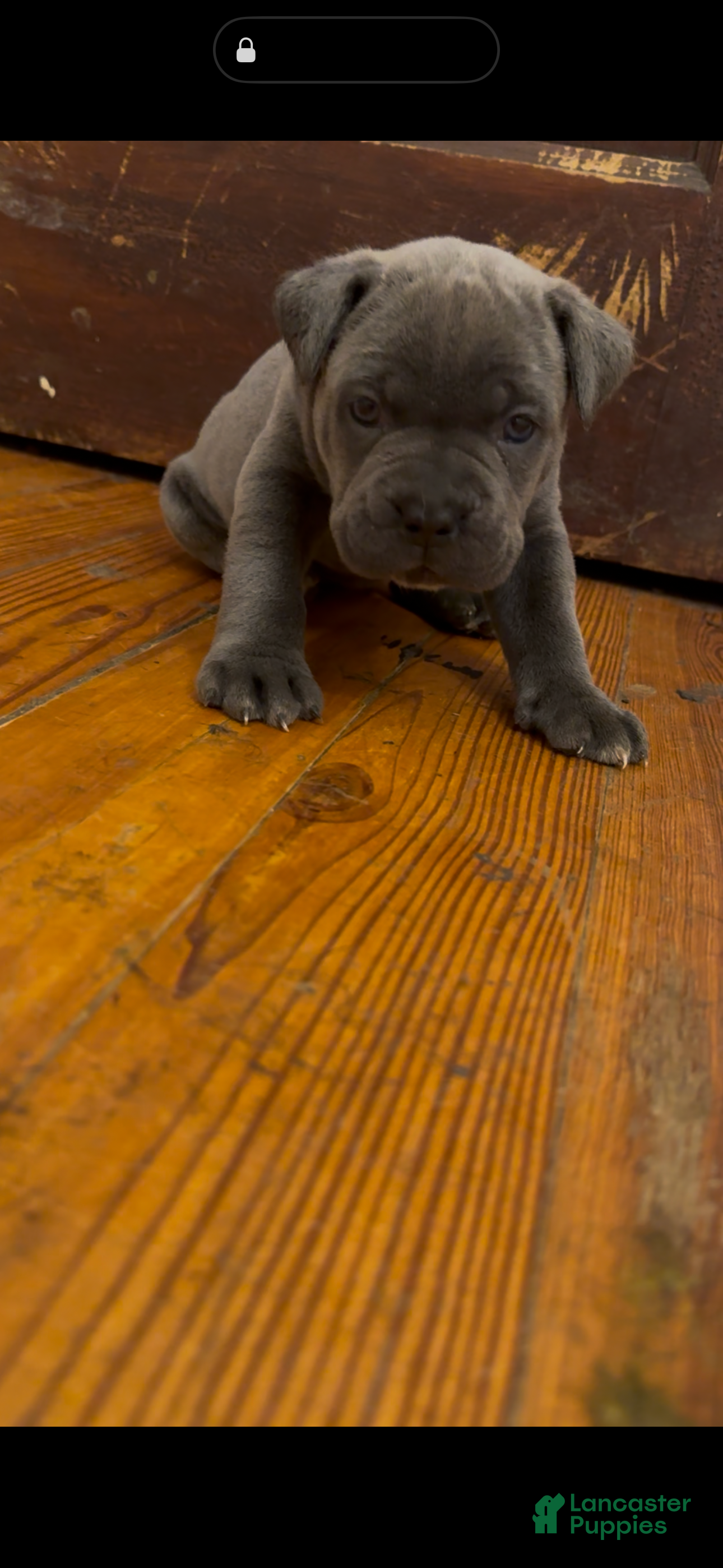 Cane Corso dogs Rhino - Ad 2