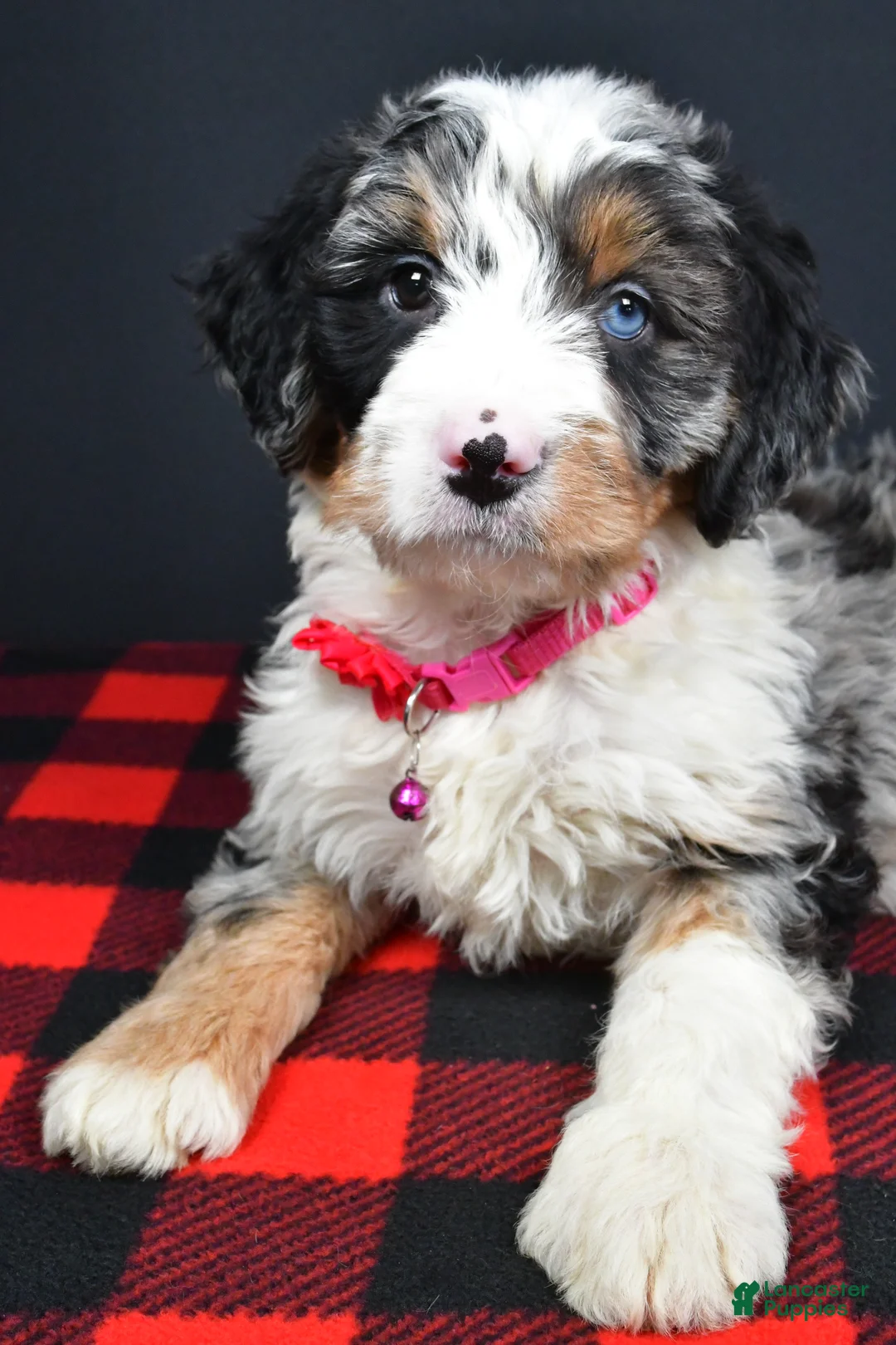 Mini Bernedoodle dogs for sale: Brenda - Ad 10