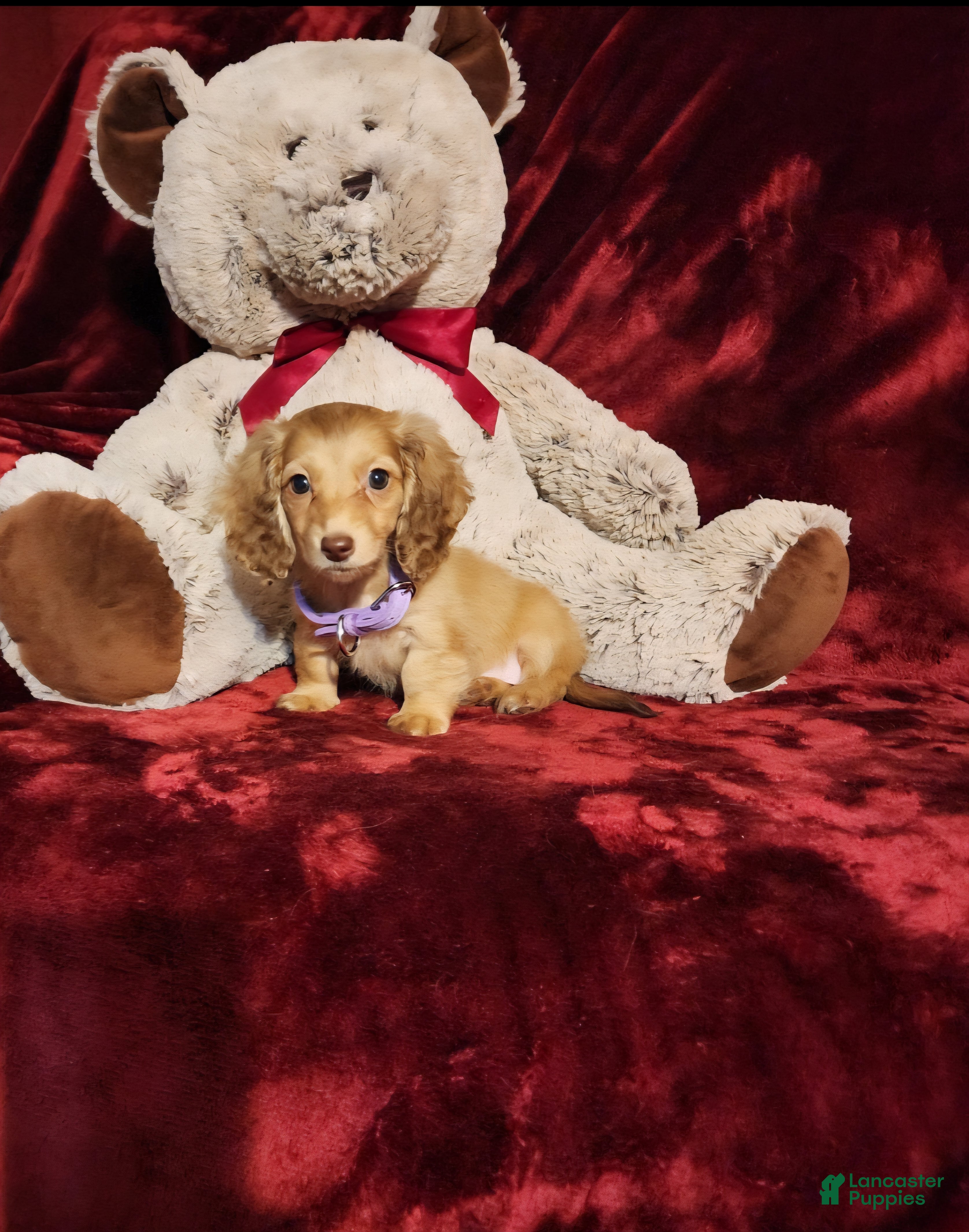 Miniature Dachshund dogs WINNIE - Ad 17